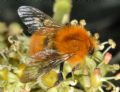 Bombus pascuorum